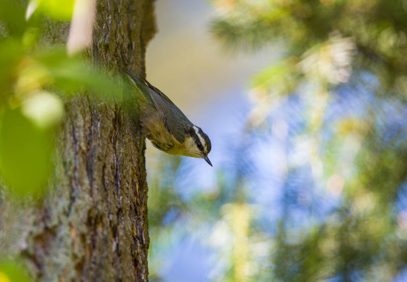 Red-Breasted Nuthatch