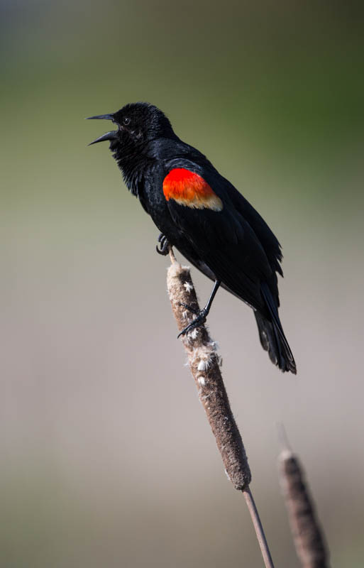 Red-Winged Blackbird