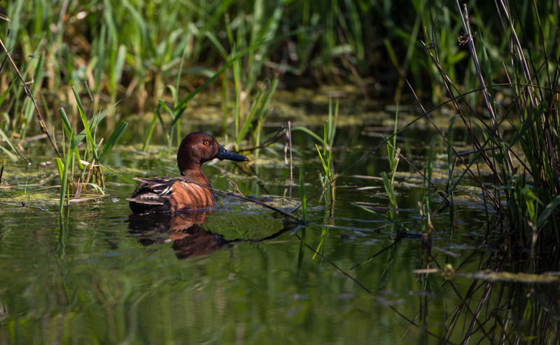 Cinnamon Teal