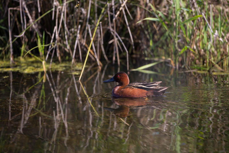 Cinnamon Teal