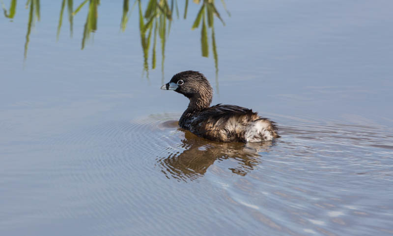 Pied-Billed Grebe