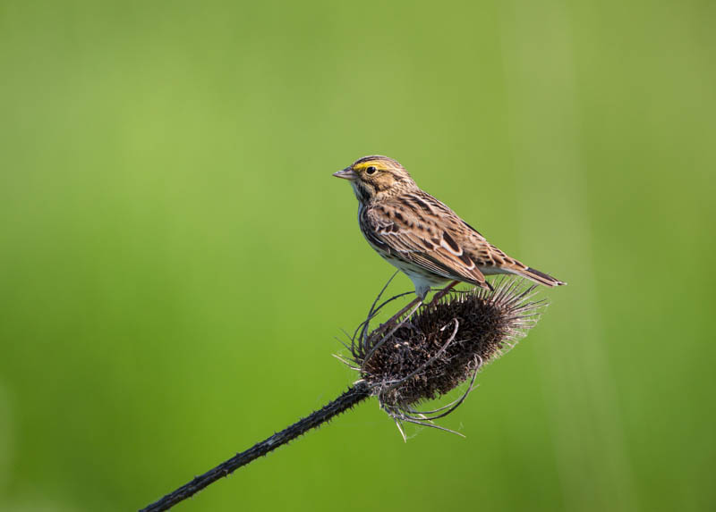 Savannah Sparrow