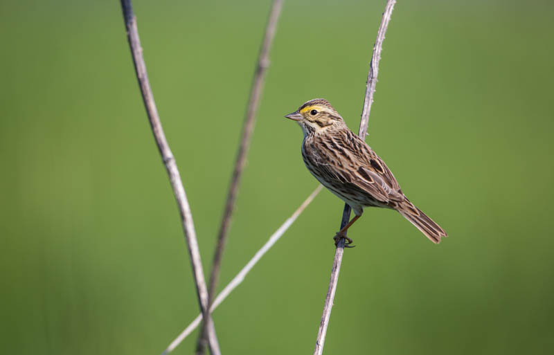 Savannah Sparrow