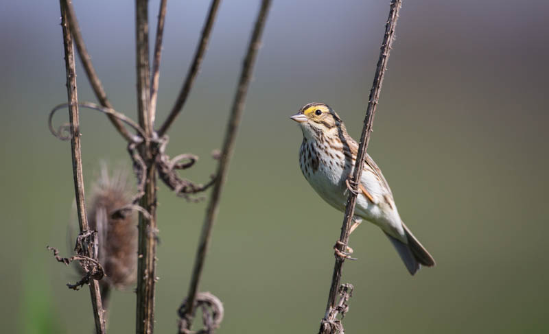 Savannah Sparrow