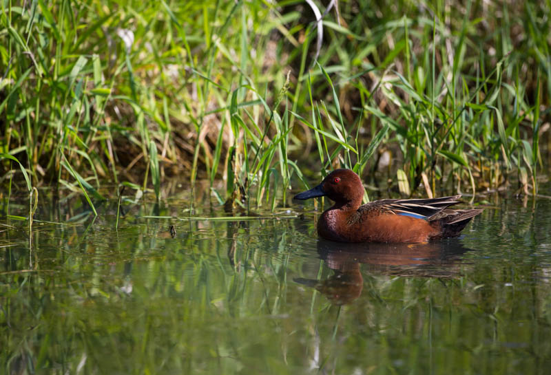 Cinnamon Teal