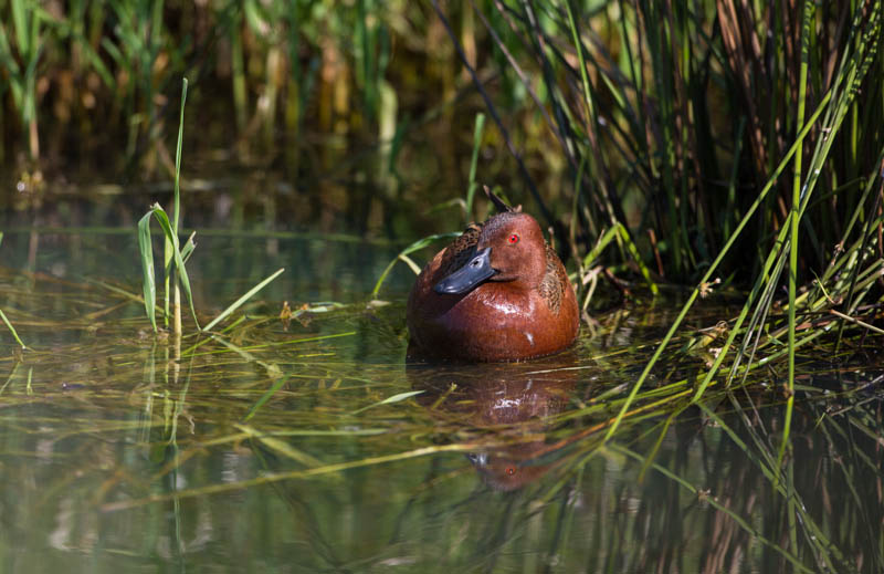 Cinnamon Teal