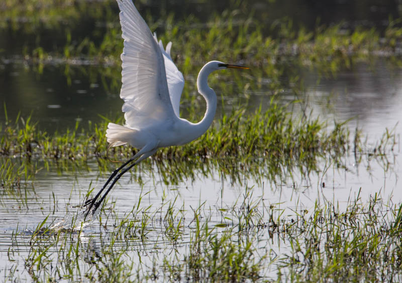 Great Egret Taking Flight