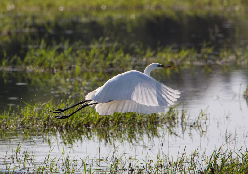 Great Egret Taking Flight