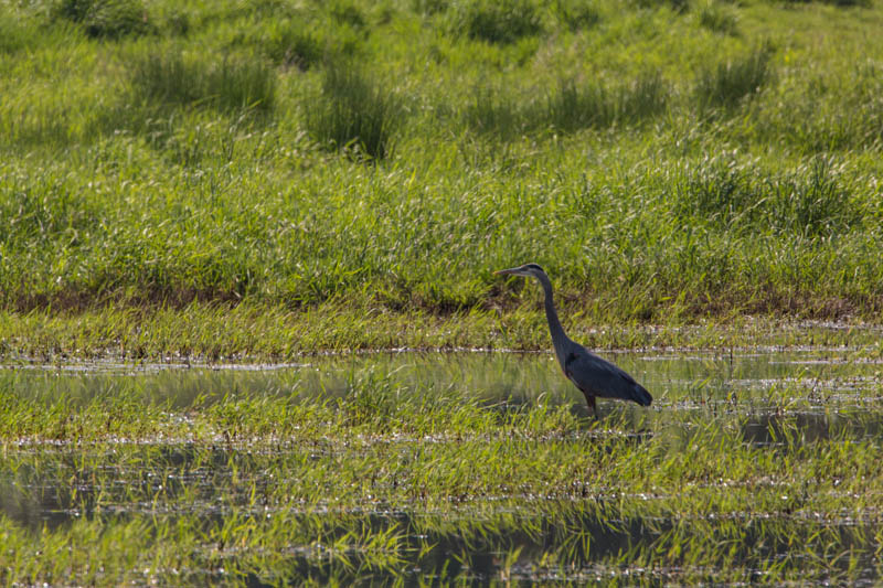 Great Blue Heron