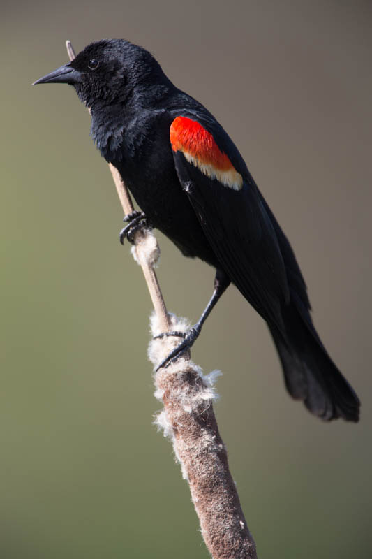 Red-Winged Blackbird