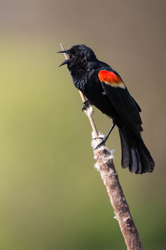 Red-Winged Blackbird