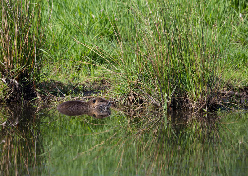 Nutria