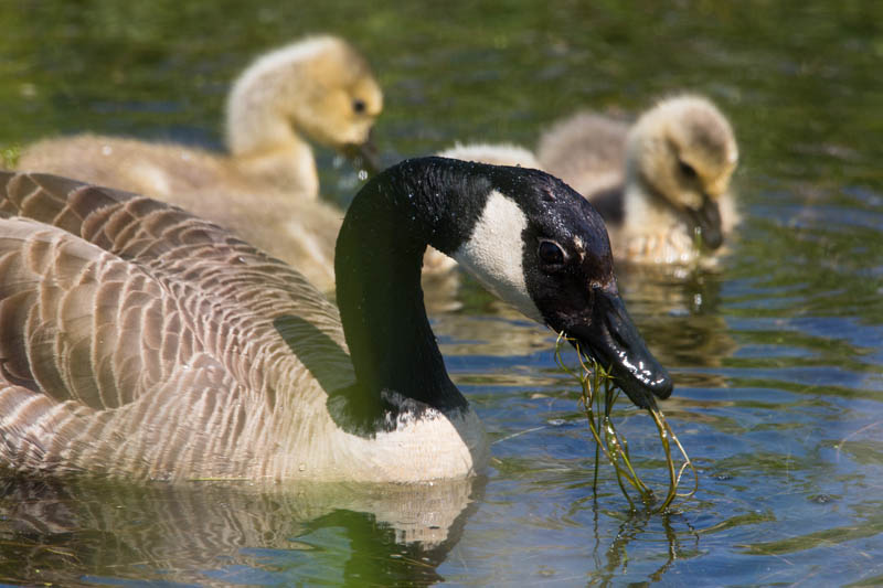 Canada Goose