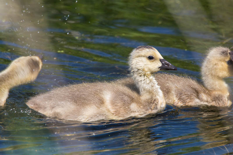 Canada Goose Gosling