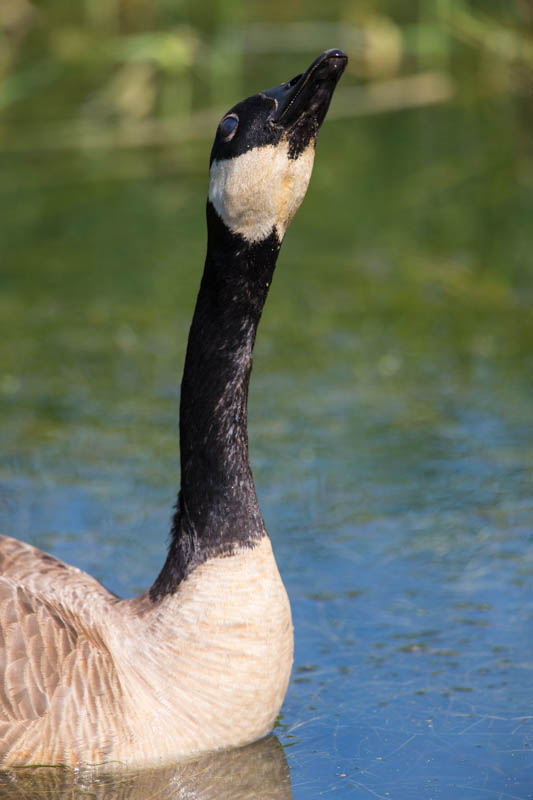 Canada Goose