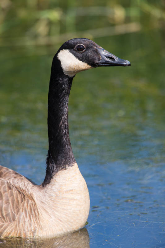 Canada Goose