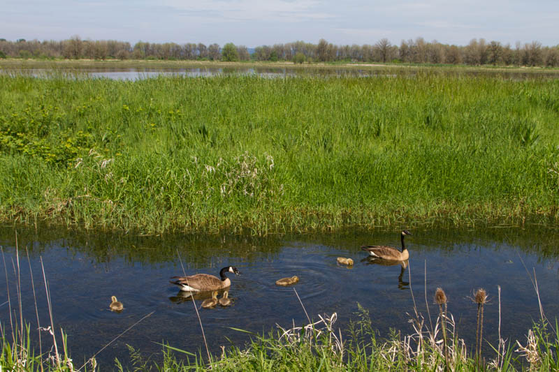 Canada Geese And Goslings