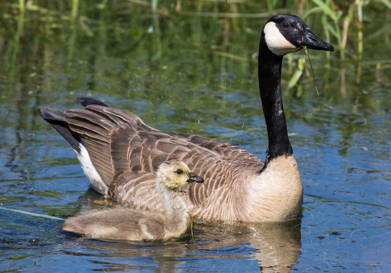 Canada Goose And Gosling