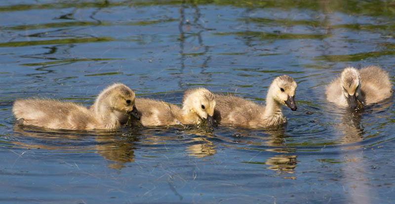 Canada Goose Goslings