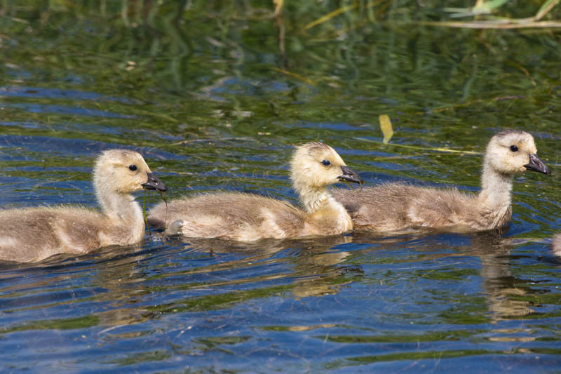 Canada Goose Goslings