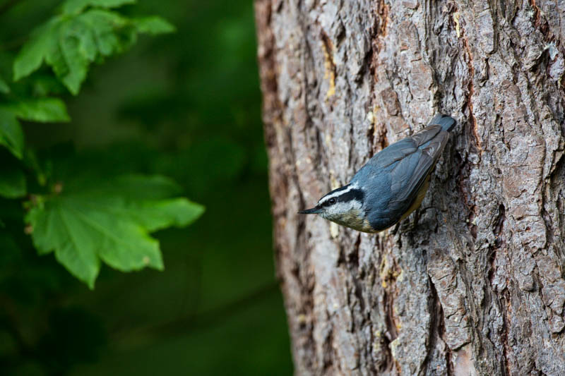 Red-Breasted Nuthatch