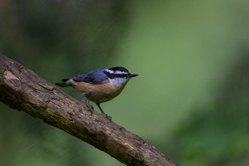 Red-Breasted Nuthatch