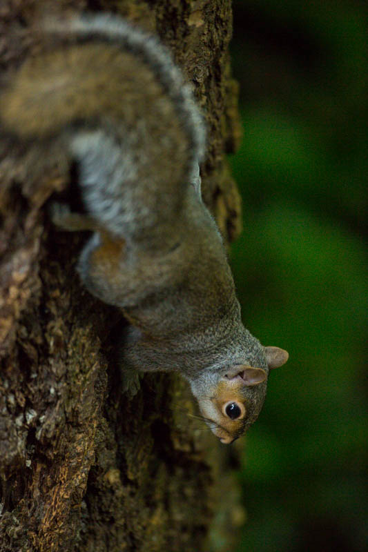 Eastern Gray Squirrel