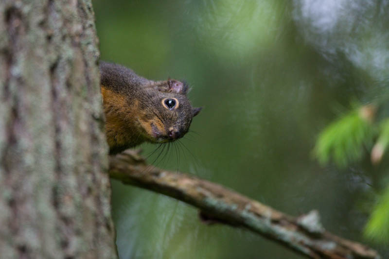 Douglass Squirrel