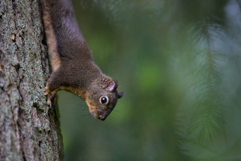 Douglass Squirrel