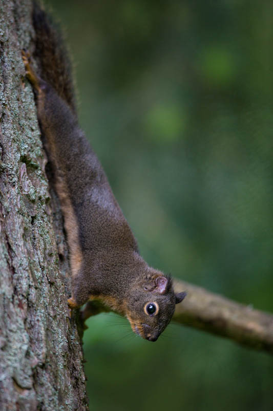 Douglass Squirrel