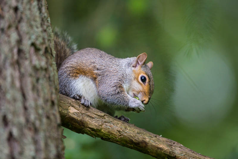 Eastern Gray Squirrel