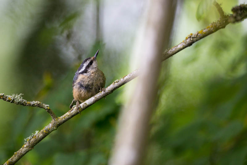 Red-Breasted Nuthatch