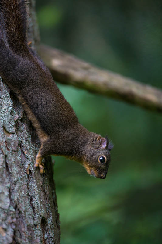 Douglass Squirrel