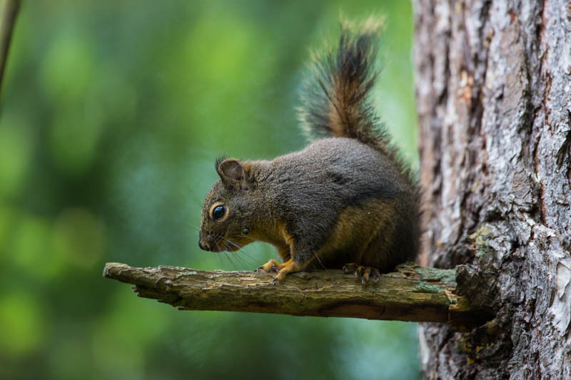 Douglass Squirrel