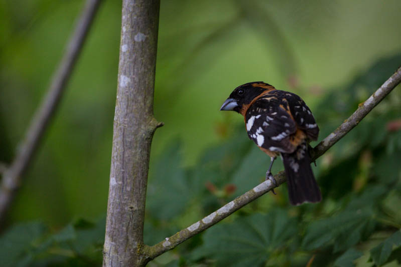 Black-Headed Grosbeak