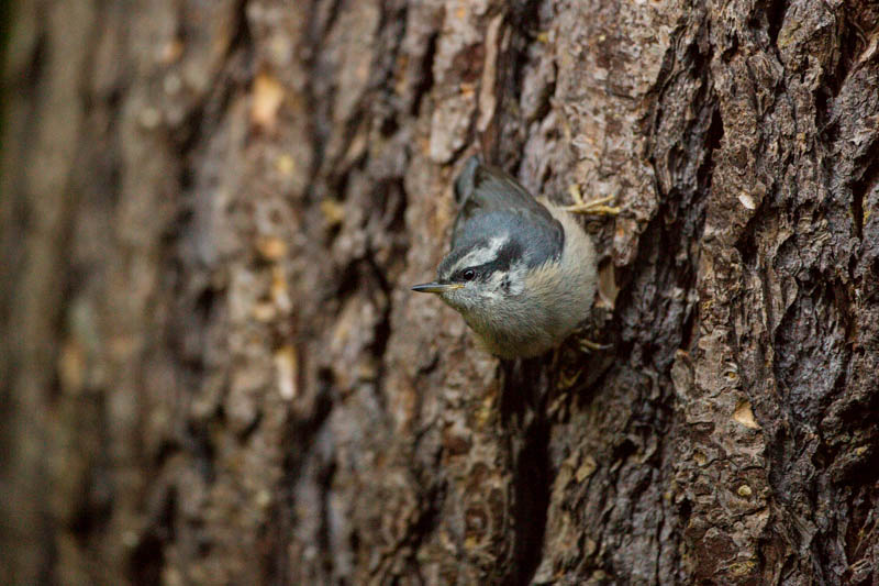 Red-Breasted Nuthatch