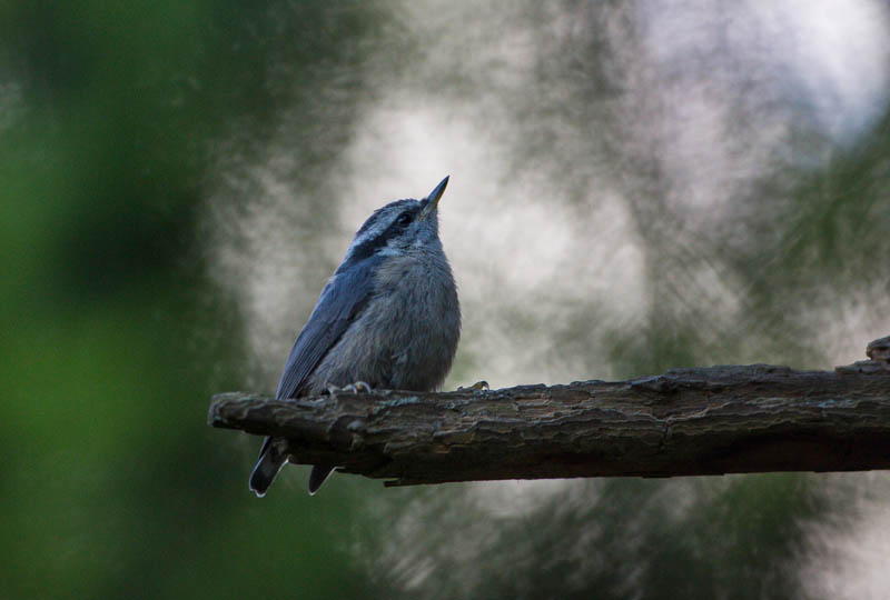 Red-Breasted Nuthatch