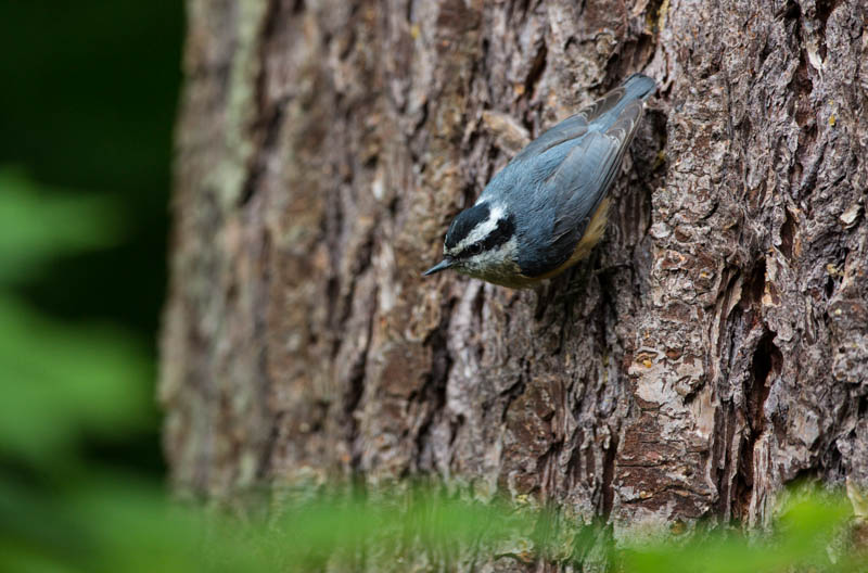 Red-Breasted Nuthatch