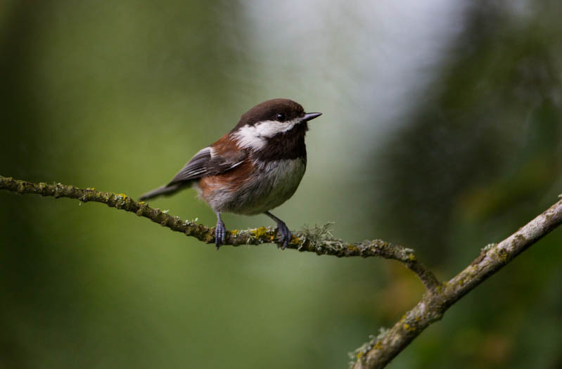 Chestnut-Backed Chickadee