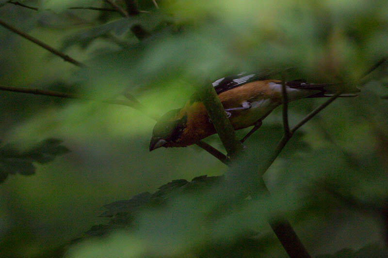 Black-Headed Grosbeak