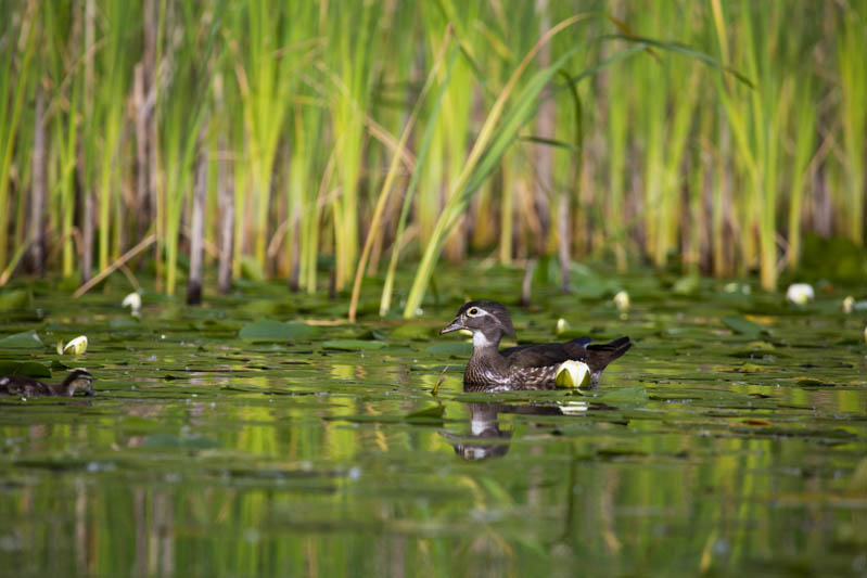 Wood Duck