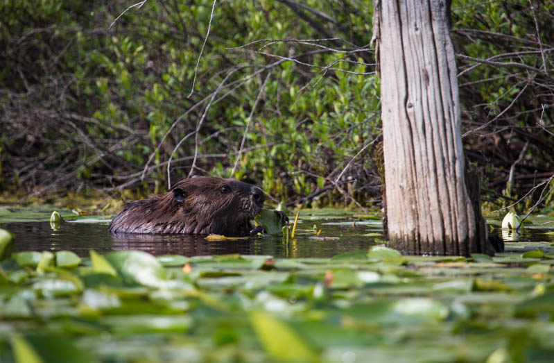 Beaver Eating Lilys