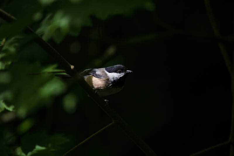 Black-Headed Chickadee