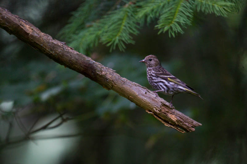 Pine SIskin