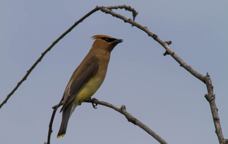 Cedar Waxwing