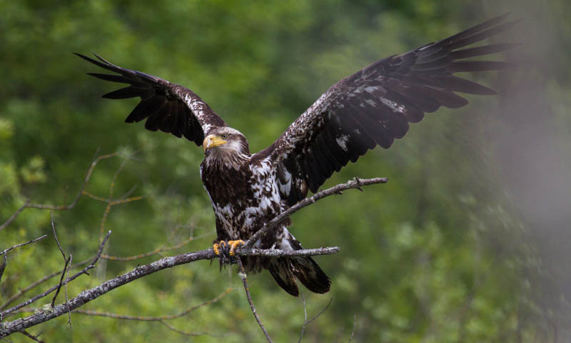 Bald Eagle