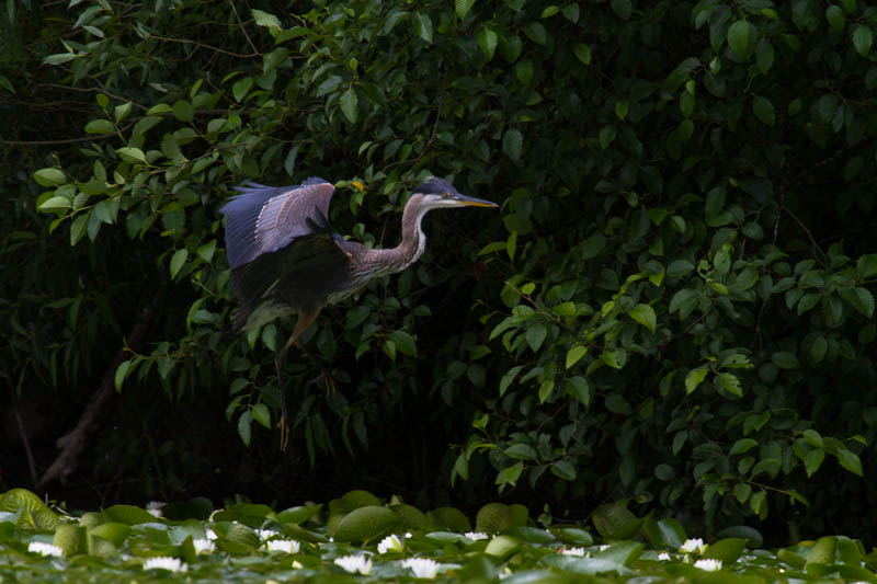 Great Blue Heron Taking Flight