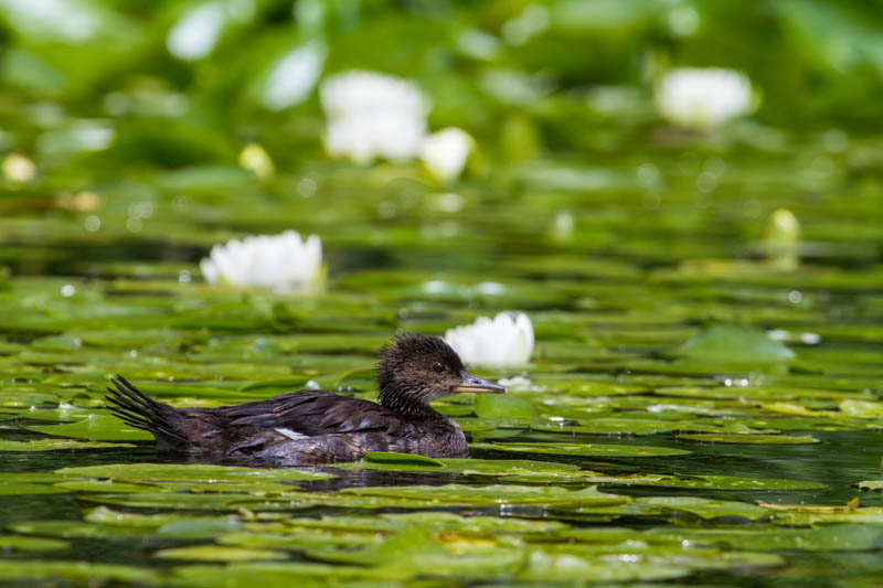 Common Merganser