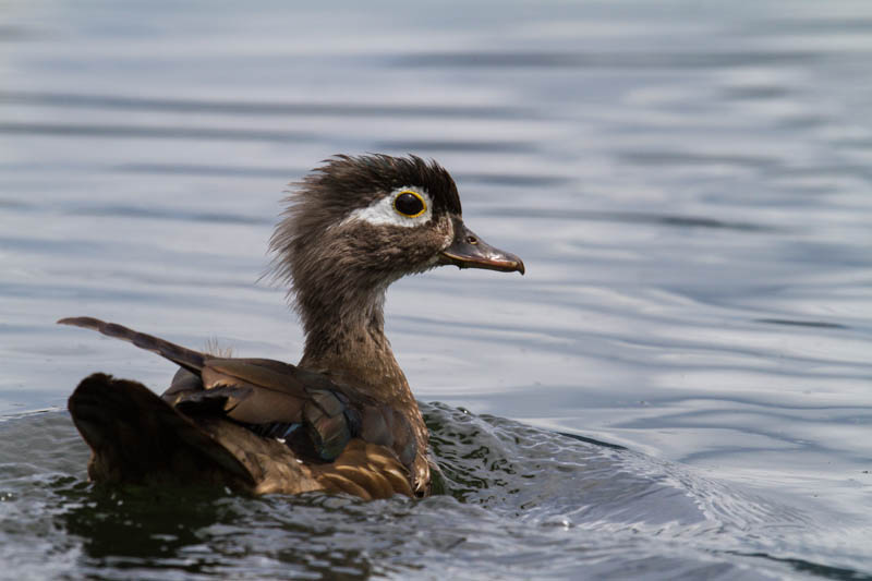 Wood Duck