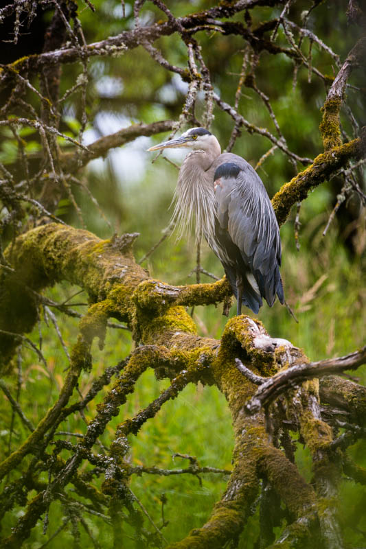 Great Blue Heron